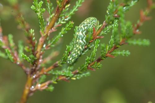 Réf. 260 797 : Anarta myrtilli